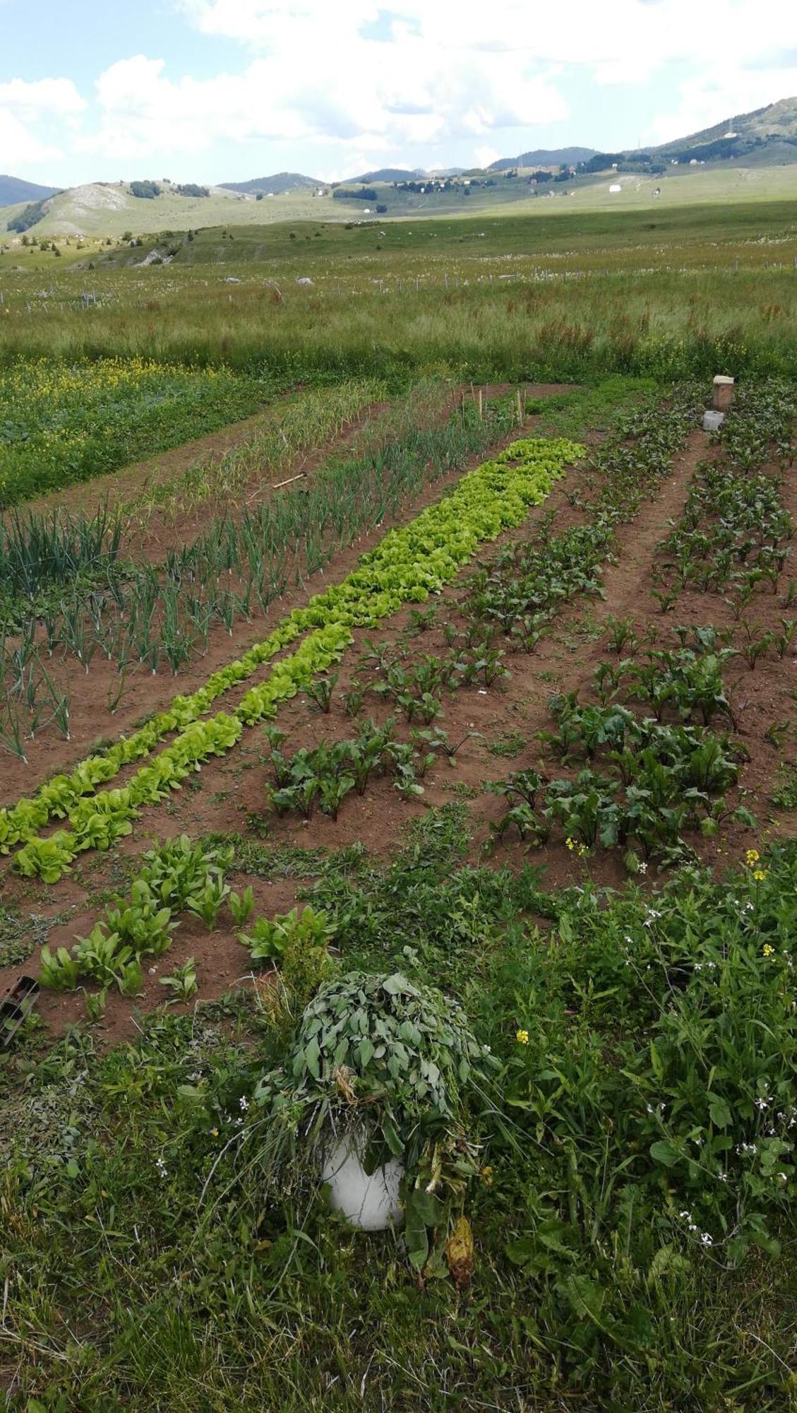 Organic Family Farm Žabljak Quarto foto