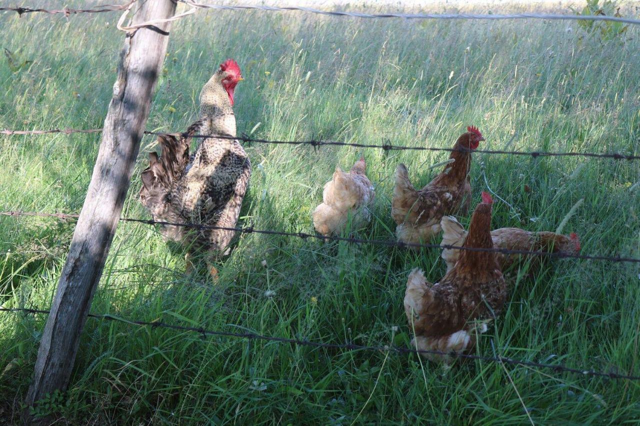 Organic Family Farm Žabljak Exterior foto